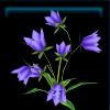 QC2217_Flower06_Name