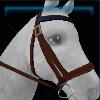 Two-colored bridle