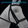 Steel gray and black bridle