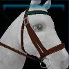 Nice brown and green bridle