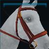 Captain Colt's bold bridle