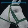 Jumping bridle