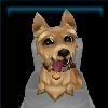 Chipper Terrier