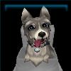 Keen Terrier