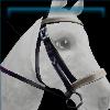 Spider bridle