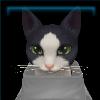 Wily spotted cat