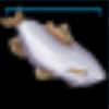 Common roach
