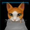 Brave red tabby cat