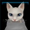 White Jorvegian house cat